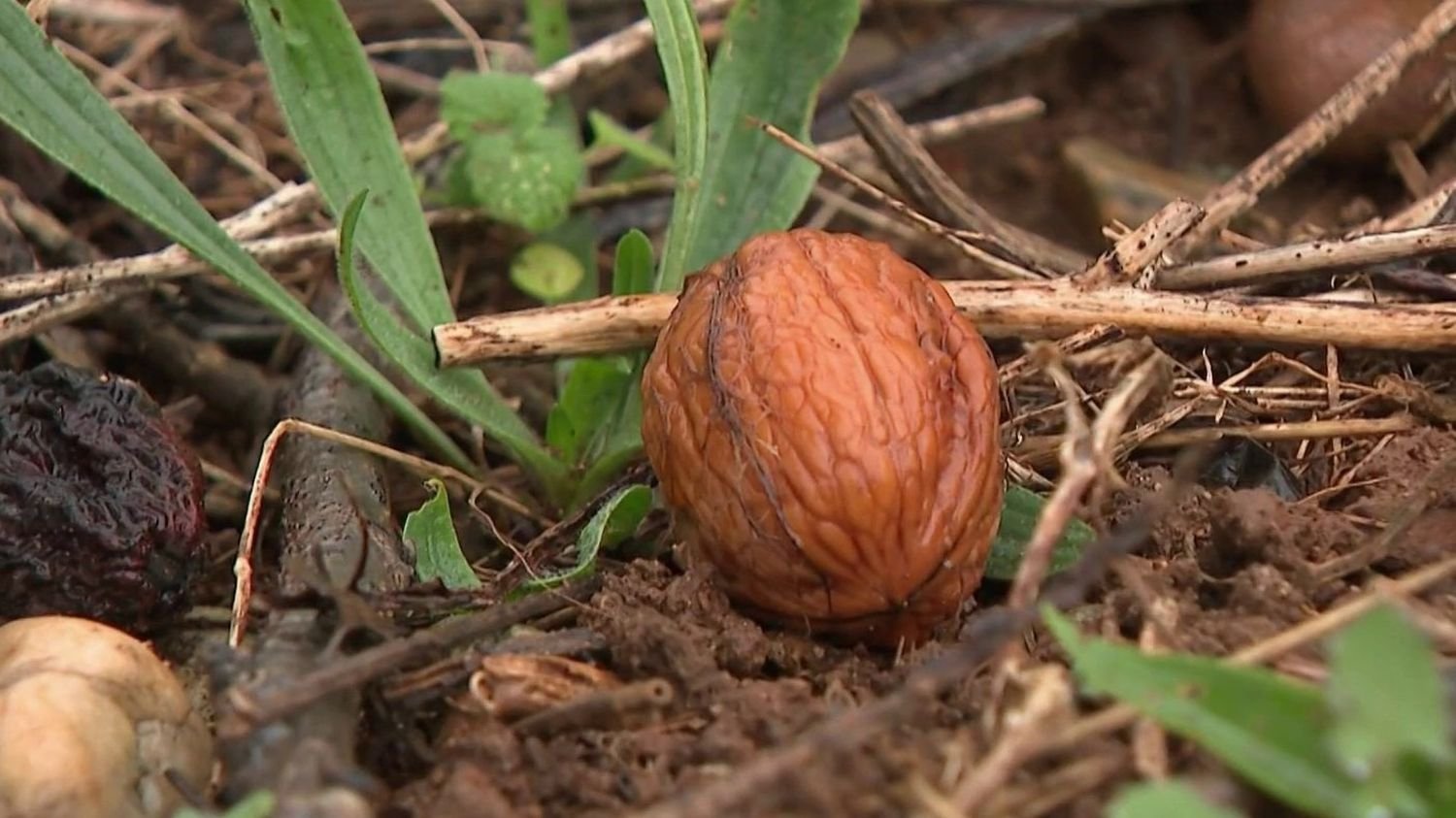 Vols de récoltes : les producteurs tirent la sonnette d’alarme