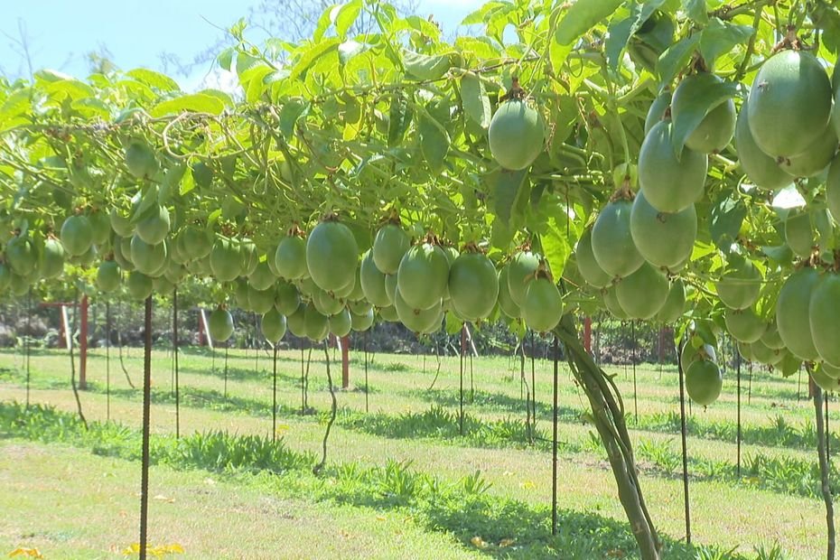 Les fruits de la passion bientôt de retour sur les tables de La Réunion