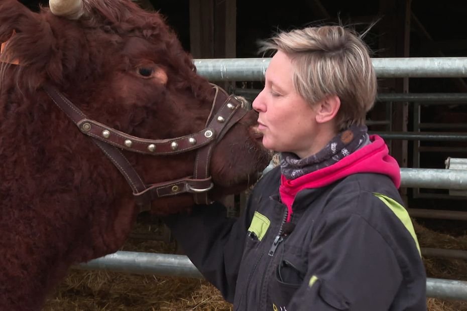 “On ne peut pas se permettre d&rsquo;aller chercher la maladie” : Sarah, vache salers championne de sa race, n’ira pas au Salon de l’agriculture