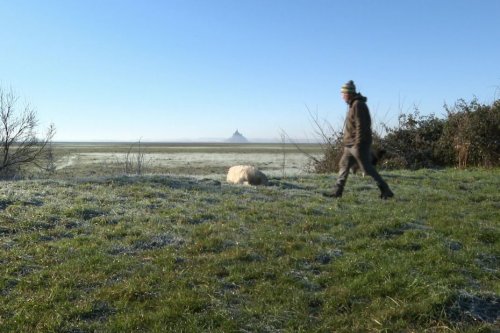 Un berger de la baie du Mont Saint-Michel poursuivi par des écologistes : "Ils veulent me faire payer 150 euros par jour"