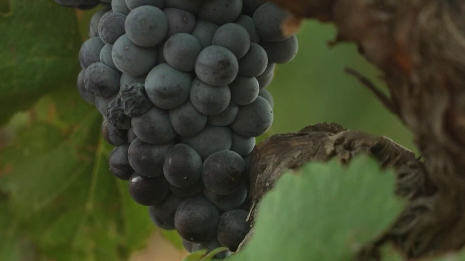 Viticulture : les vendanges de plus en plus précoces sont lancées dans le Var