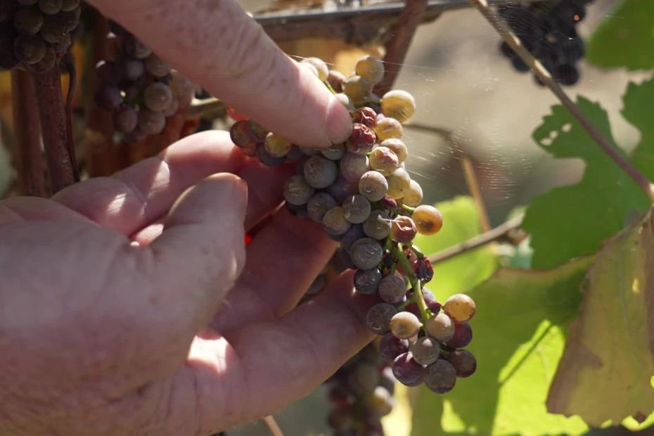 « On se retrouve avec des vins plus opulents » : comment la canicule transforme les vins d’Auvergne