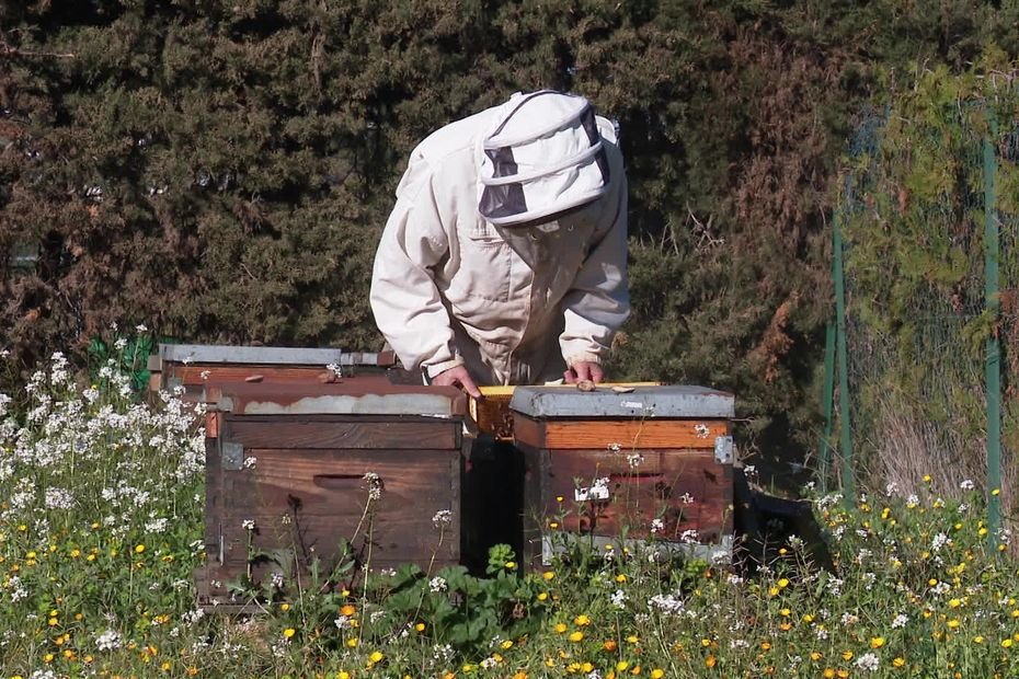 Loi Duplomb censurée. « Le combat ne s’arrête pas là » : les insecticides détruisent 30% des abeilles, les apiculteurs dénoncent d’autres produits dangereux