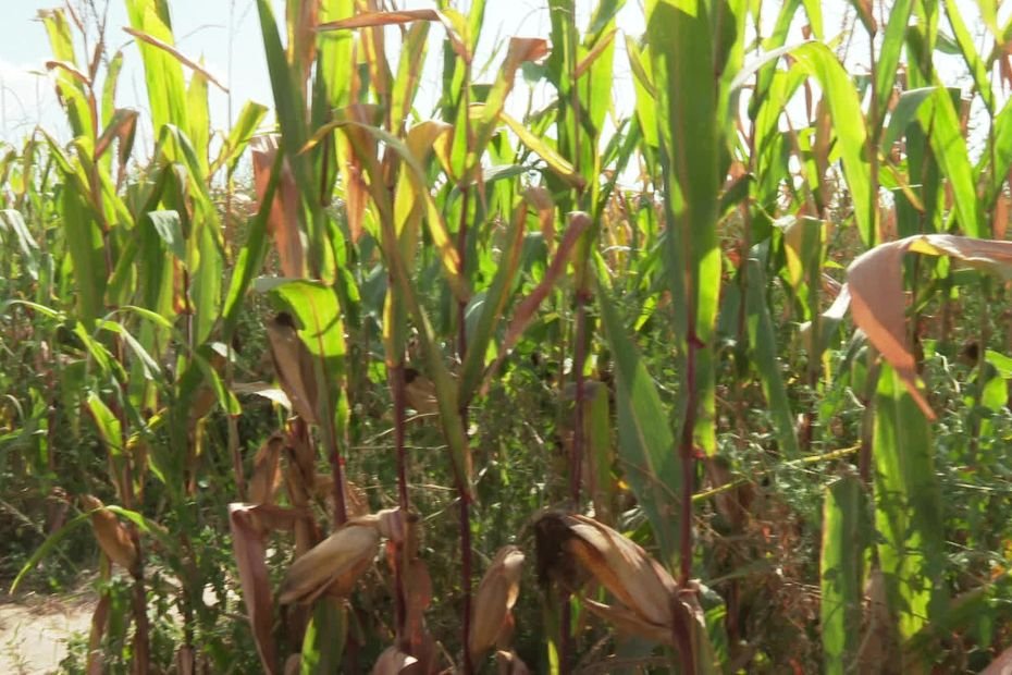 « Les gens n’ont plus aucun lien avec l’agriculture et la nature » : maïs, farine, labyrinthe et guinguette… La survie des exploitations agricoles passe par la diversification