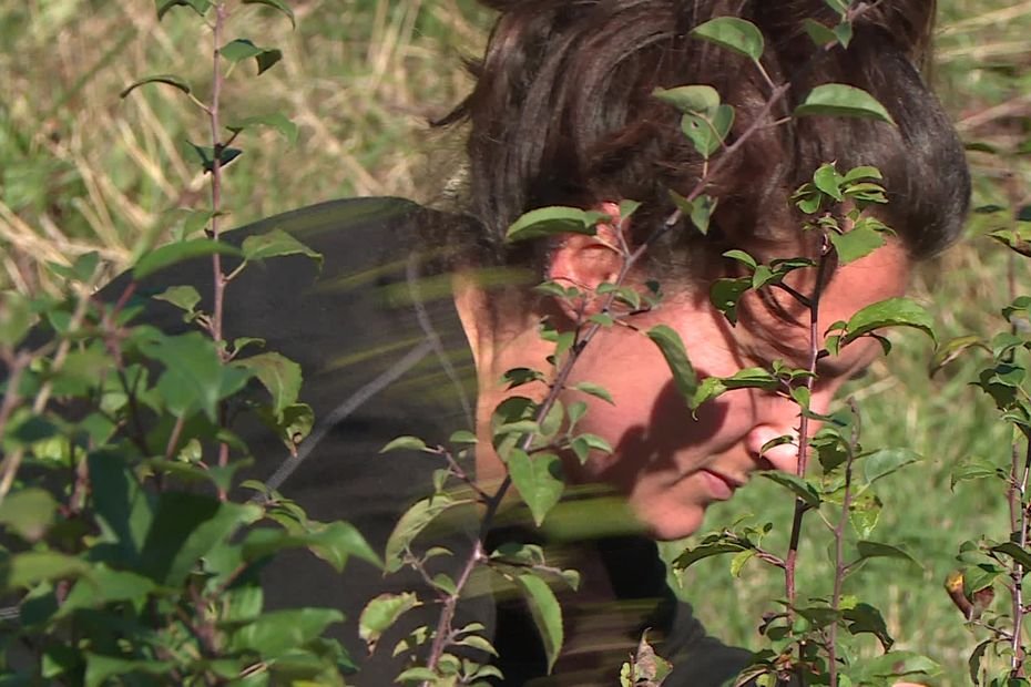 « Ça permet de restaurer la biodiversité et les écosystèmes » : une association récolte des graines locales pour replanter des haies naturelles