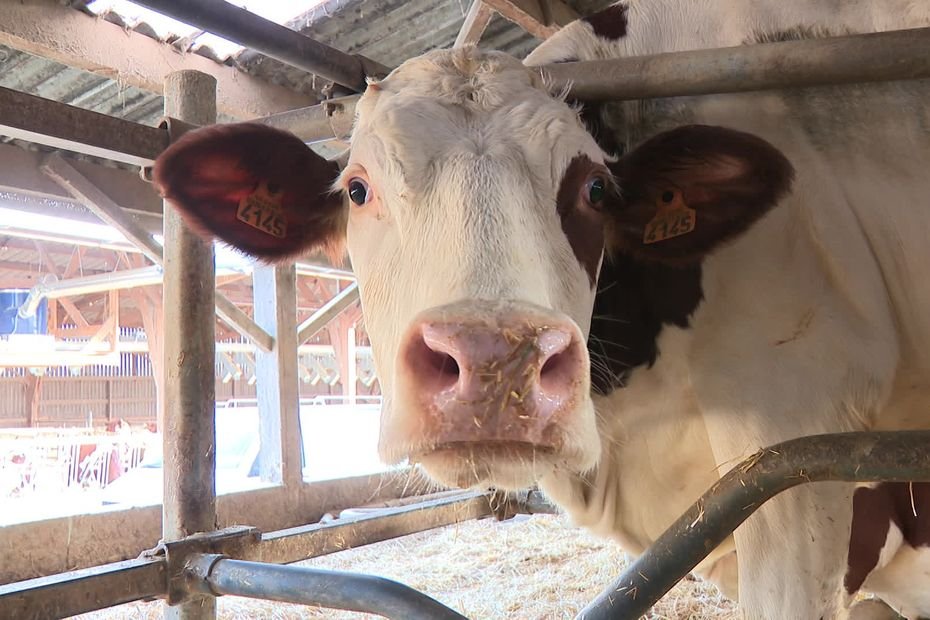 Salon de l&rsquo;Agriculture 2026 : aucun bovin et moins d&rsquo;éleveurs, la Loire au régime sec