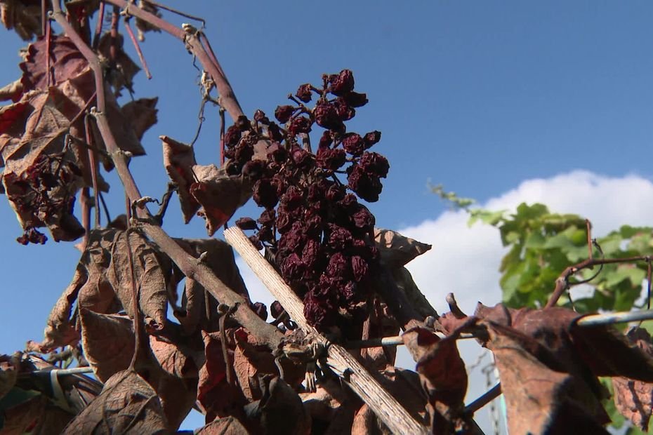 La flavescence dorée progresse en Champagne : ce qu’il faut savoir sur cette maladie qui progresse dans les vignes