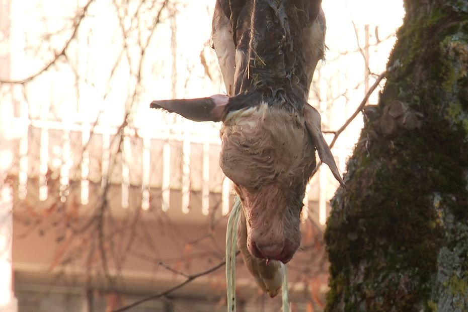 Dermatose : les éleveurs de la Coordination rurale suspendent un veau mort devant la permanence de la ministre de l&rsquo;Agriculture Annie Genevard