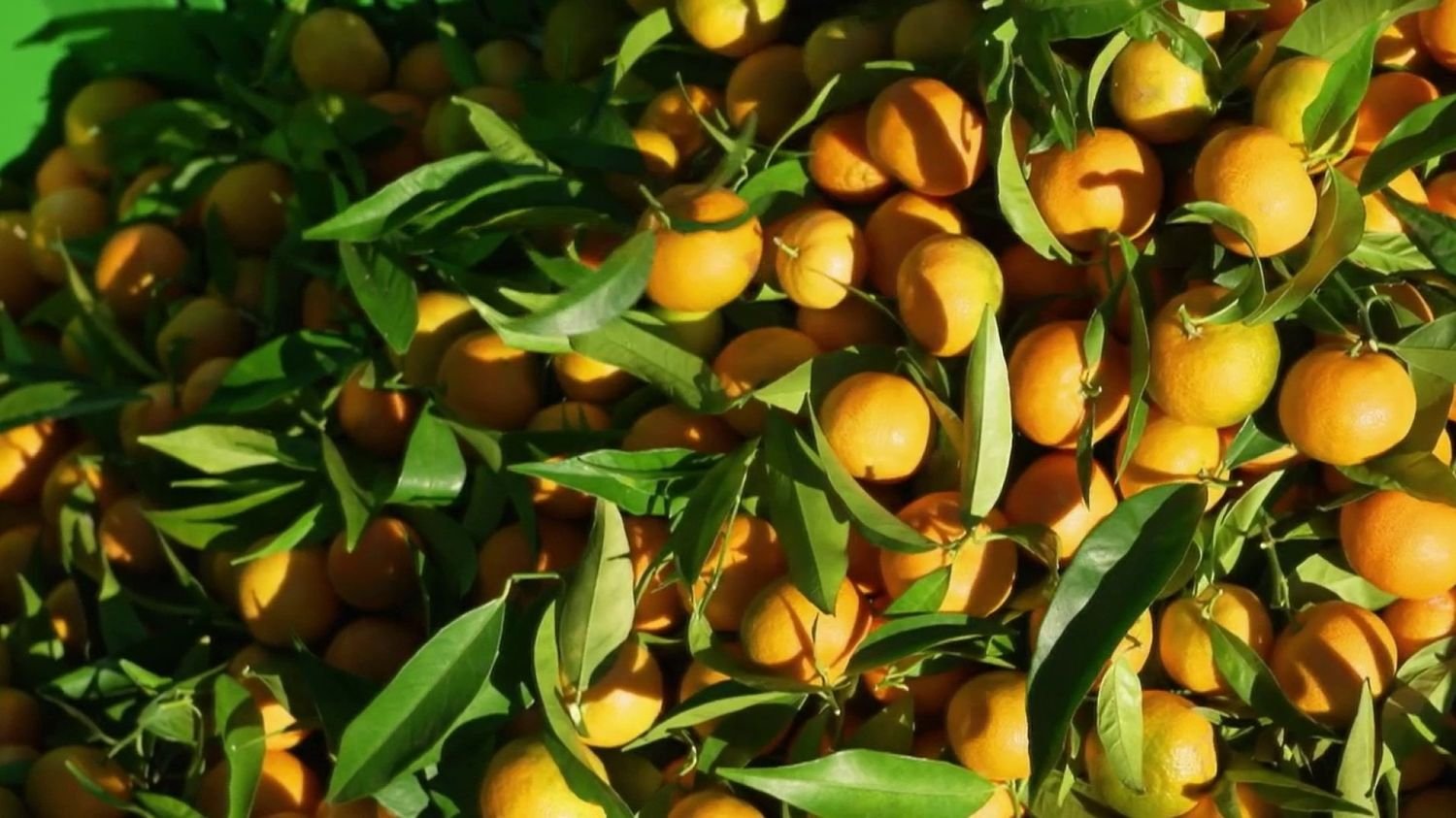 Clémentines de Corse : secrets et savoir-faire d’une culture centenaire