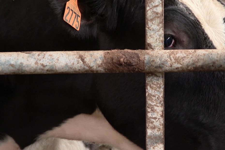 Dermatose bovine. Leur concours national tombe à l’eau : « voir les agriculteurs pleurer en train de démonter les installations, c’est horrible »