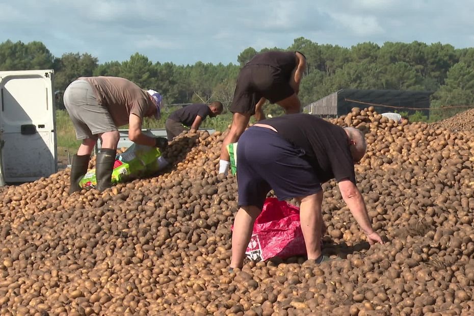 « On ne leur achète même plus, c’est aberrant » : un agriculteur donne 70 tonnes de pommes de terre, faute de pouvoir les vendre
