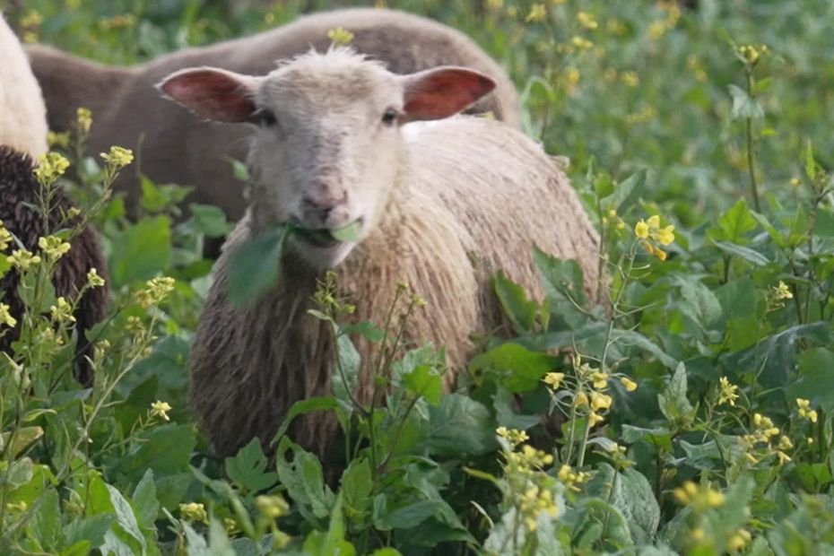 Il traverse la France avec ses 750 moutons : cet éleveur quitte sa montagne pour donner à manger à son troupeau durant l’hiver