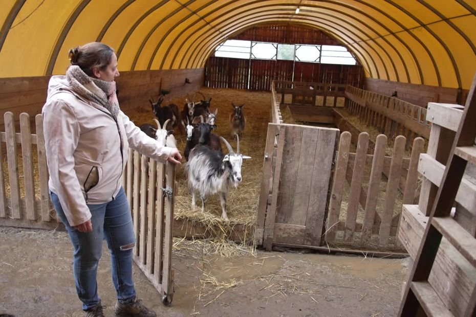 Auprès de ses chèvres, elle vit heureuse… et souhaite continuer, elle lance une cagnotte