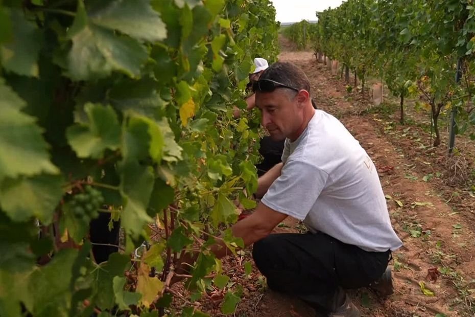 « Il va falloir jongler avec nos collègues maraîchers », les viticulteurs obligés de s’organiser face à des vendanges précoces