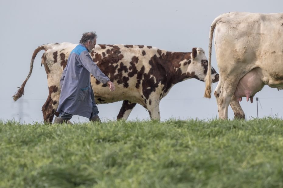 Les taxes douanières de la Chine explosent sur les produits laitiers : en Normandie, les éleveurs redoutent des fermetures d&rsquo;exploitations