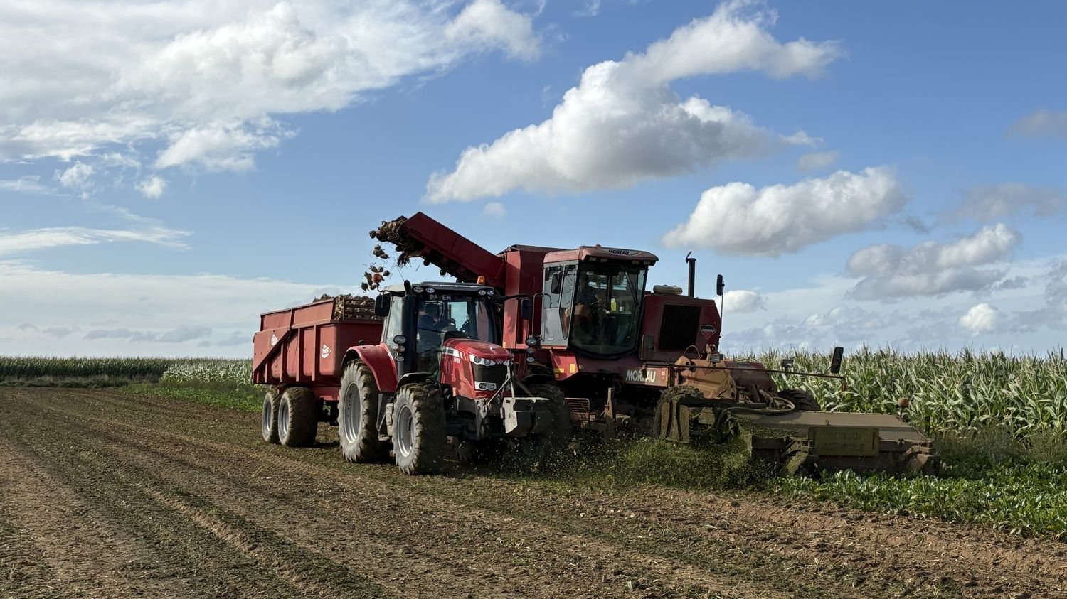 REPORTAGE. « Il faut garder le moral pour, tous les matins, faire le boulot qu’on fait » : confrontés à une maladie, les producteurs de betteraves espèrent une solution