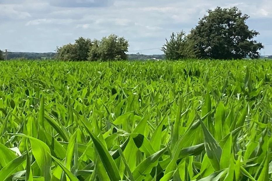 Qualité de l’eau : les trois syndicats d’agriculteurs manifestent jeudi 11 décembre à Châteaubourg