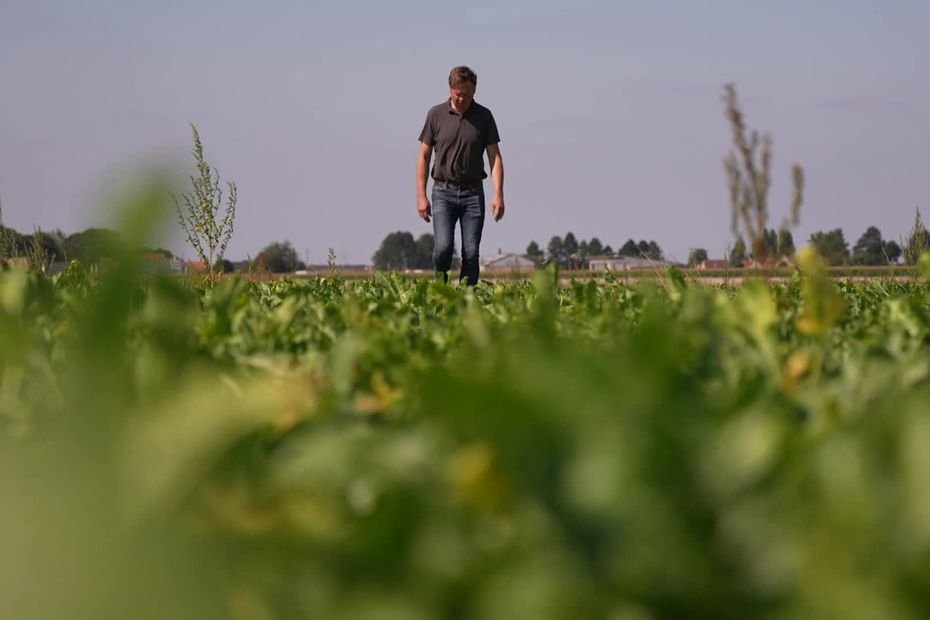 « On nous condamne à prendre des risques » : les betteraviers peuvent-ils se passer des pesticides néonicotinoïdes ?