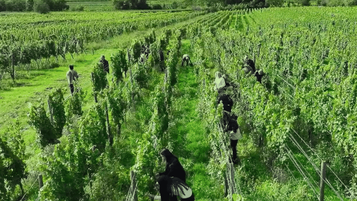 Alsace : échappée sportive et gastronomique sur la route des vins
