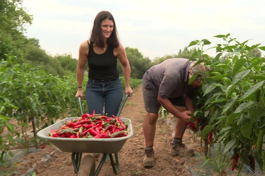 Récolte du piment d’Espelette en Pays Basque : une saison avancée, un ramassage plutôt « exceptionnel »