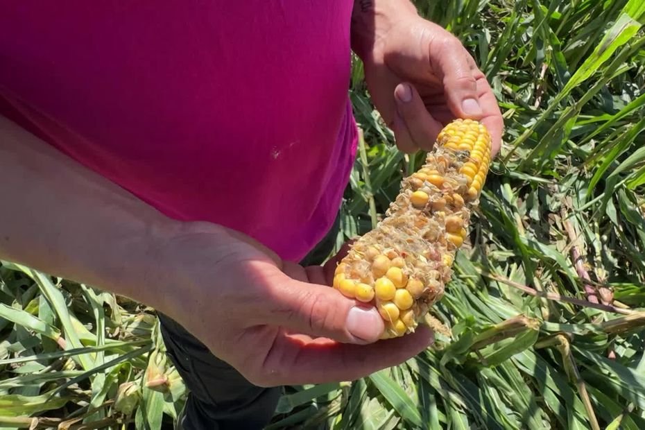 « Ils détruisent tout » : des agriculteurs demandent plus de régulation après d’importants dégâts de sangliers dans leurs cultures