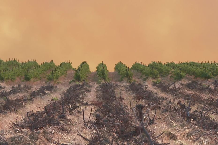« Goût de fumée » sur les vignes touchées par l’incendie de l’Aude : le millésime 2025 va devoir être traité pour être consommable