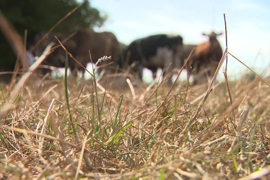 Sécheresse. Faute d’eau et de fourrage, des agriculteurs contraints de puiser dans leurs réserves