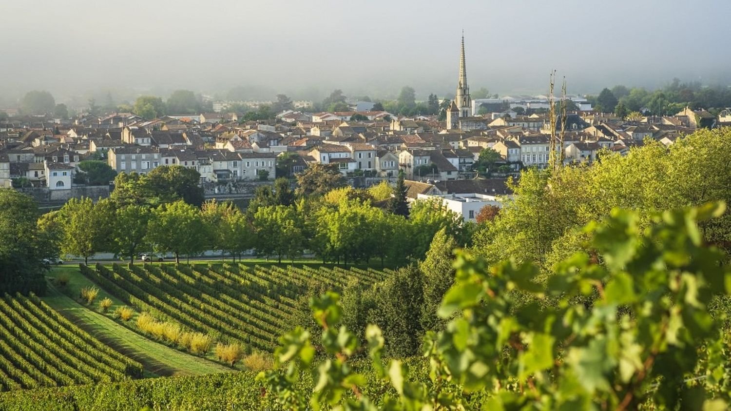 Les personnes vivant près de zones viticoles sont plus exposées aux pesticides que celles vivant loin de toute culture, selon une étude
