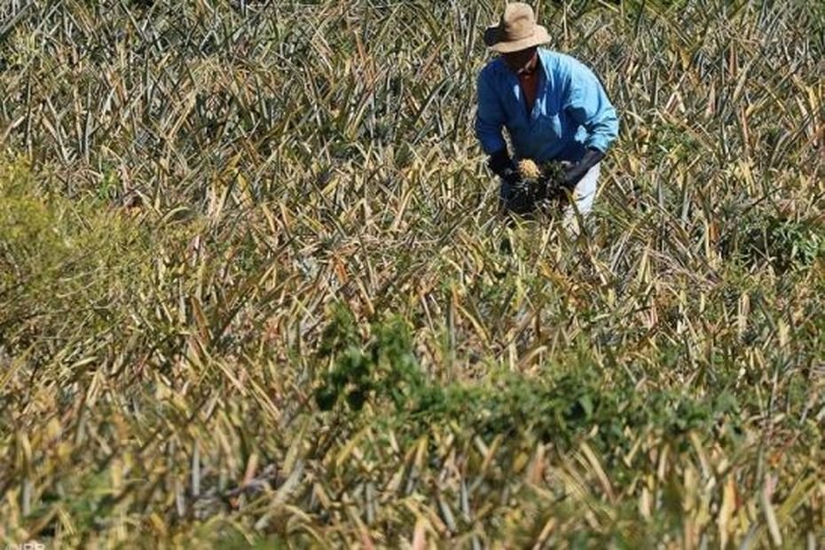 Loi Duplomb : réactions à La Réunion après la censure du Conseil Constitutionnel sur la réintroduction d’un pesticide interdit