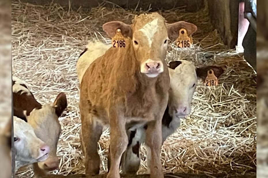 TÉMOIGNAGE. Cet agriculteur va perdre 82 vaches à cause de la dermatose nodulaire alors qu&rsquo;elles ont été vaccinées il y a 36 jours