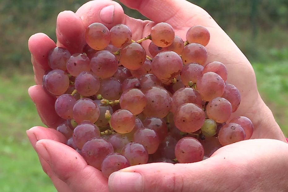 VIDÉO. « La vigne a toutes ses chances de revenir en Normandie » : des vendanges prometteuses dans ce vignoble eurois