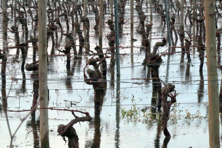 « On a peur que cette plaine devienne un désert » : technique ancestrale, les viticulteurs noient leurs terres pour dessaler les sols