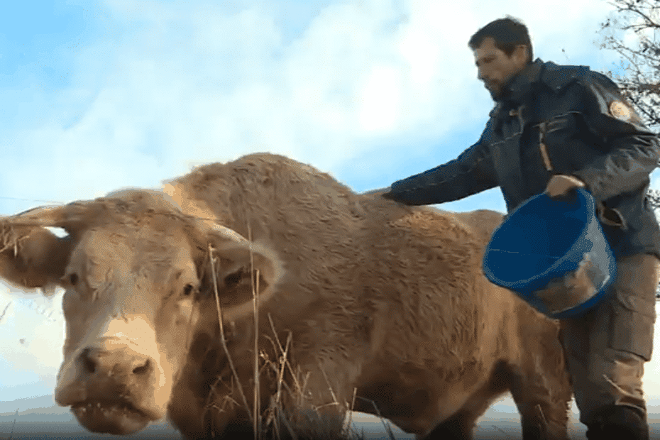 TEMOIGNAGE. « C’est une déception, mais c’est la bonne décision » : comme Anthony, les éleveurs de bovins charolais ne participeront pas au Salon de l’Agriculture 2026