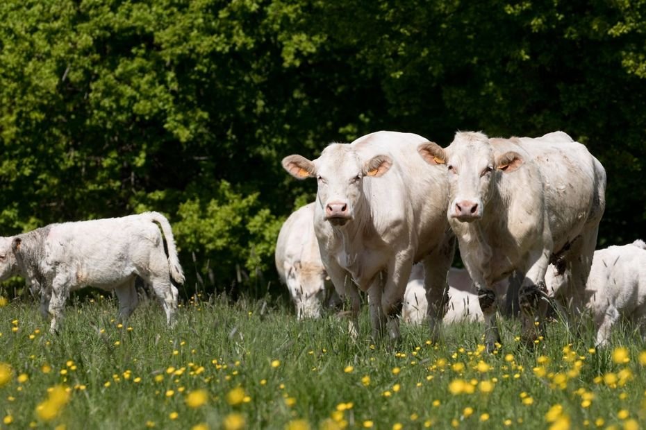 “Si on ne vend plus, on ne vit plus”: les éleveurs bovins inquiets, ils ne peuvent plus exporter en raison des foyers de dermatose