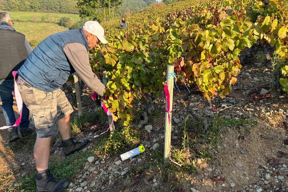 Le vignoble du Beaujolais fortement touché par la flavescence dorée, une maladie virale qui connaît une expansion importante