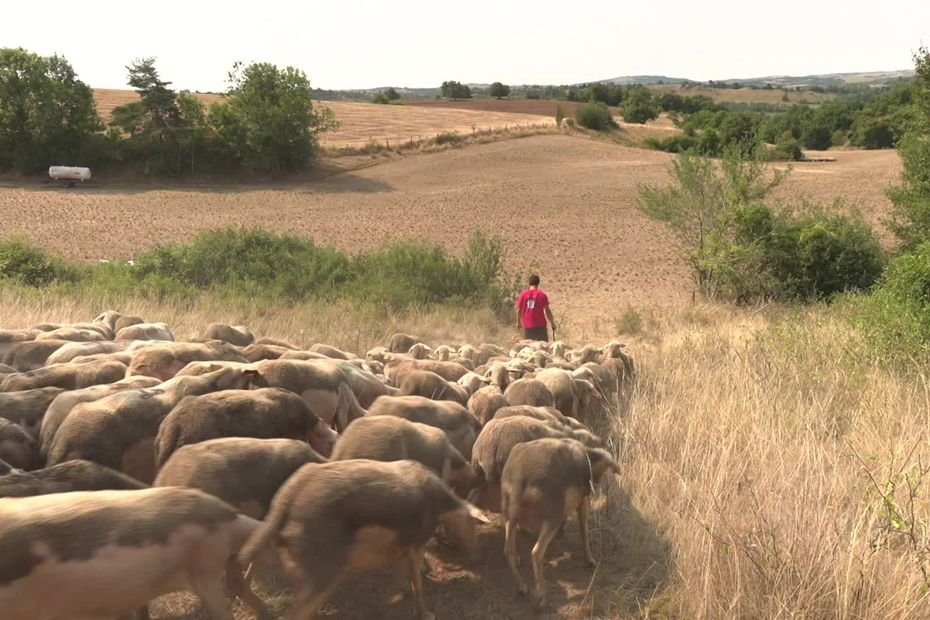 « Le cœur qui se serre, les tripes qui se nouent », la mort du loup n’efface pas l’horreur des attaques du prédateur
