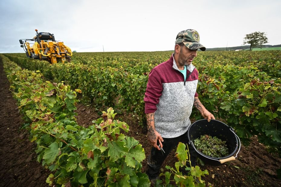 « Pourquoi aller le chercher à l’autre bout de la planète ? » : les agriculteurs protestent contre le raisin étranger
