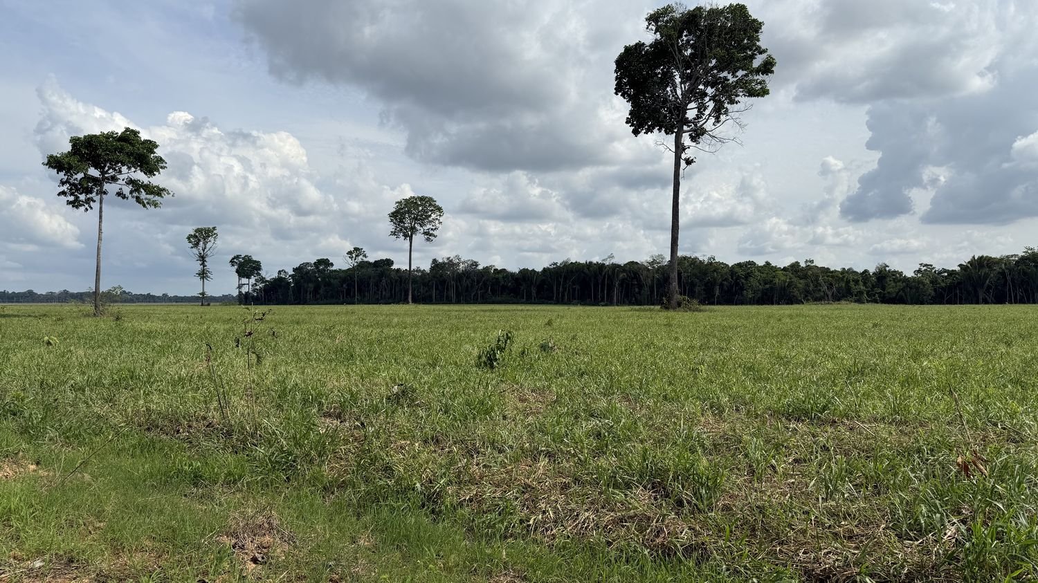 REPORTAGE. « Tout a été vendu, puis tout a été détruit » : à Santarem, au Brésil, le soja grignote lentement l’Amazonie