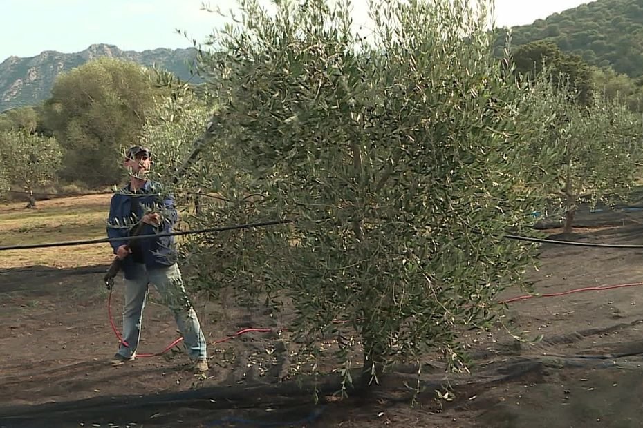 Une récolte d’olives « catastrophique », la filière oléicole de Corse cherche à s’adapter au réchauffement climatique