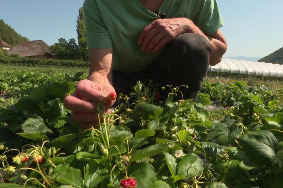 Canicule : framboises dépigmentées, fraises atrophiées… La chaleur fait des ravages sur les cultures fruitières