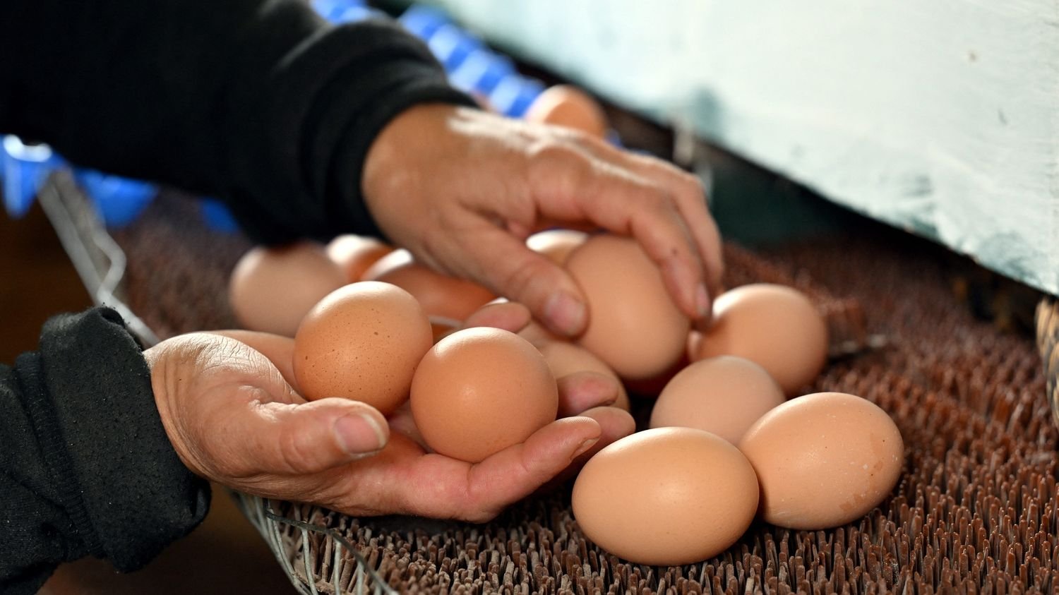 La France manque d’œufs : face à la demande, les producteurs français ont du mal à suivre