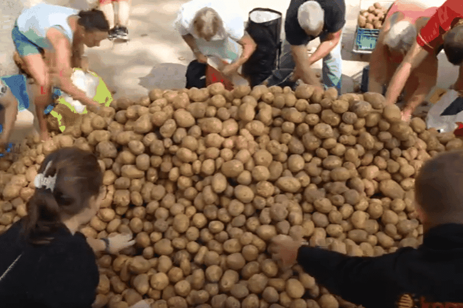 “C’est honteux ce qui lui arrive” : Un agriculteur brade 50 tonnes de pommes de terre refusées par un industriel de la frite