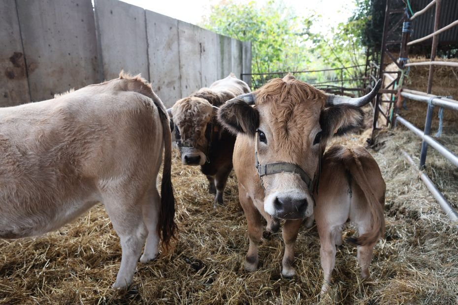 Mercosur, la colère agricole : « Nous irons partout pour faire en sorte que la viande, qui ne doit pas entrer sur le territoire, ne soit jamais vendue au consommateur »