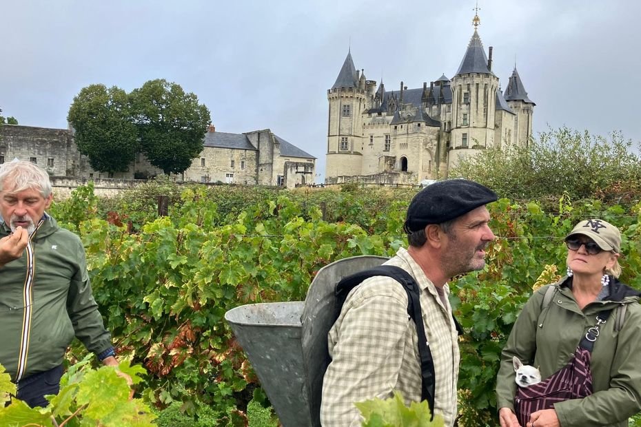 « Ce jus ne va pas vous tourner la tête » : les vendanges participatives du château de Saumur, une récolte à boire à la sortie du pressoir