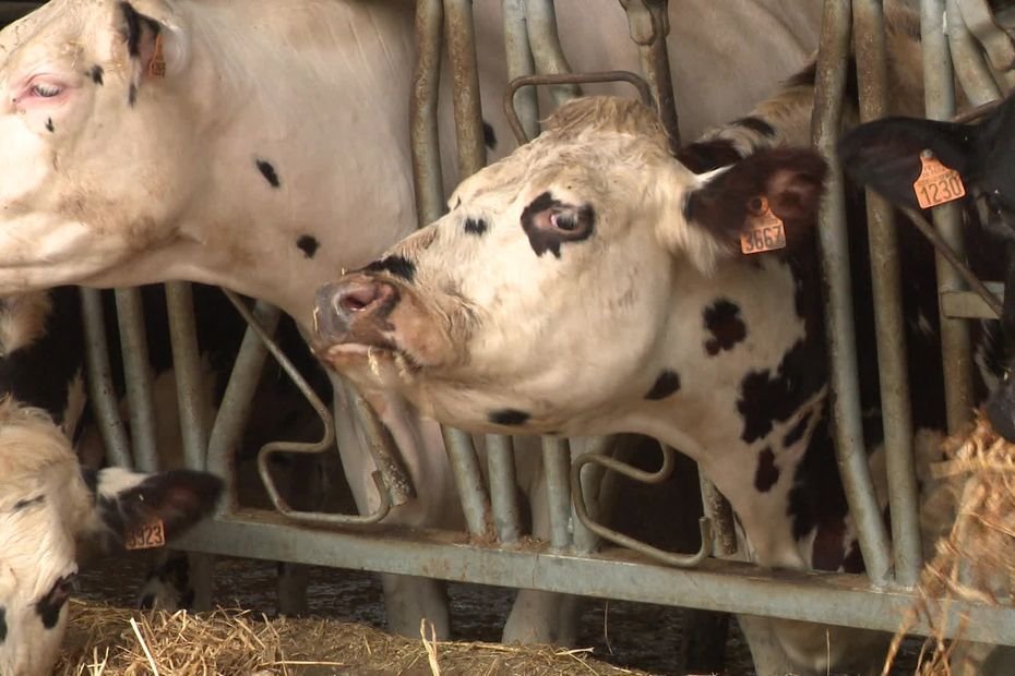 « Si on vaccine et qu’on abat derrière, je ne vois pas l’intérêt » : les éleveurs bovins sceptiques sur les protocoles dermatose nodulaire