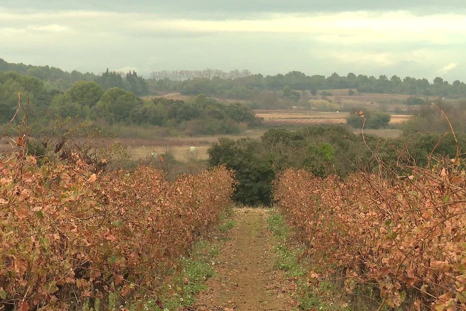 « Si les annonces de l’Etat ne sont pas au rendez-vous, cela amènera à des choses que nous ne souhaitons pas », menace la filière viticole avant l’inauguration du salon SITEVI