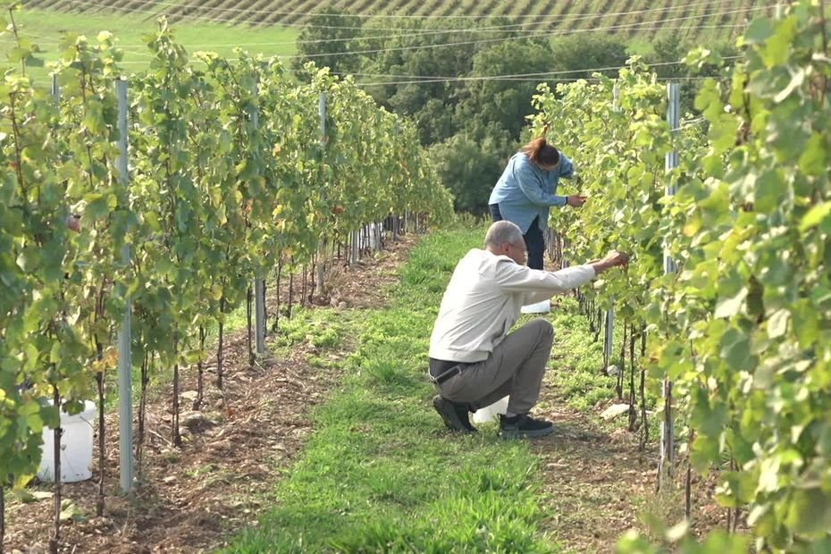 Des vignes en plein Dijon ? « Un potentiel pédoclimatique très intéressant » pour des chardonnays et des pinots noirs