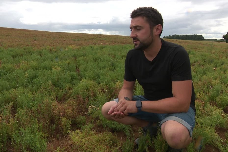 La lentille française face au géant Canadien et ses pesticides : une filière « de niche » ou un vrai pari sur l&rsquo;avenir ?