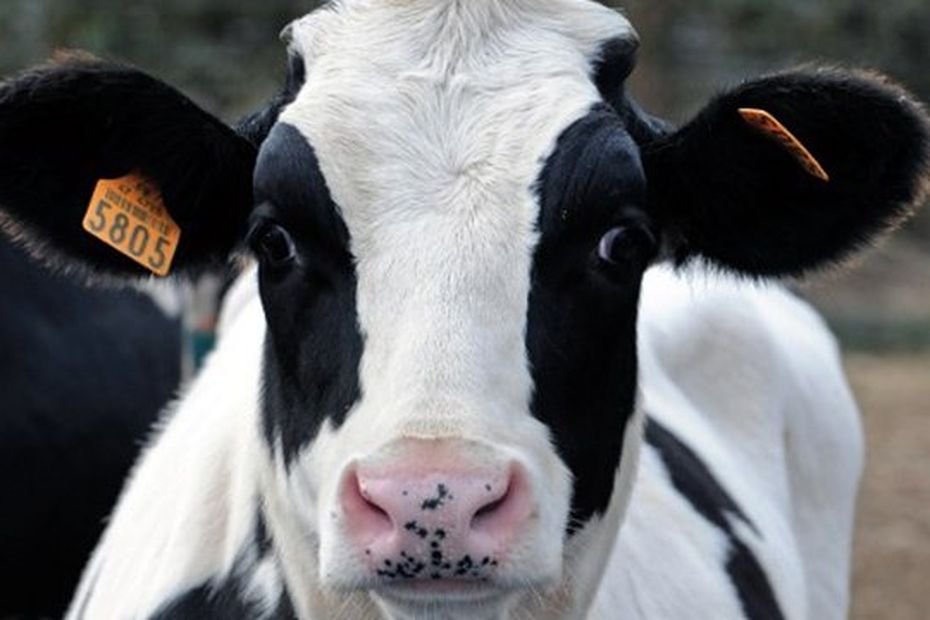 Après l’annulation de son grand concours de vaches, cette association doit encore trouver plusieurs dizaines de milliers d’euros pour boucler son budget