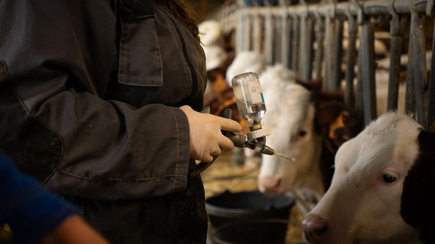 Abattage ciblé, taux de mortalité, épidémie réunionnaise… On a vérifié trois affirmations sur la dermatose nodulaire contagieuse